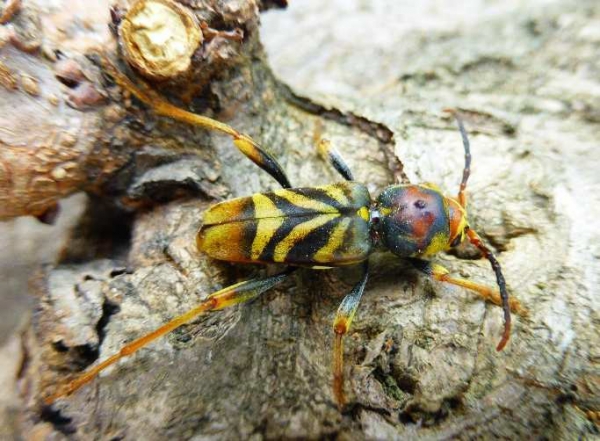 Présence de Xylotrechus chinensis ou longicorne tigre