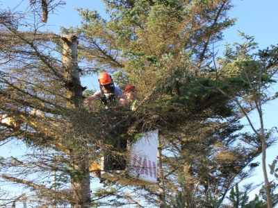 Travaux d&#039;élagage autour des lignes HT jusqu&#039;au 1er novembre 2023